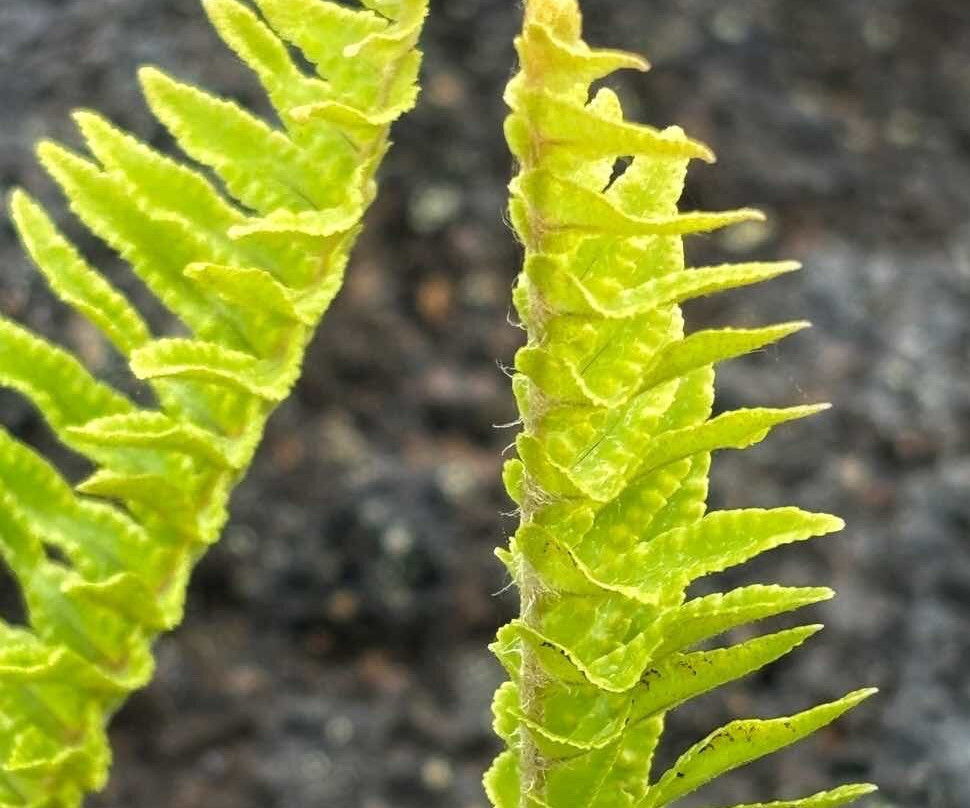 Hawai'i Volcanoes National Park Kahuku Unit-纳勒胡必去景点
