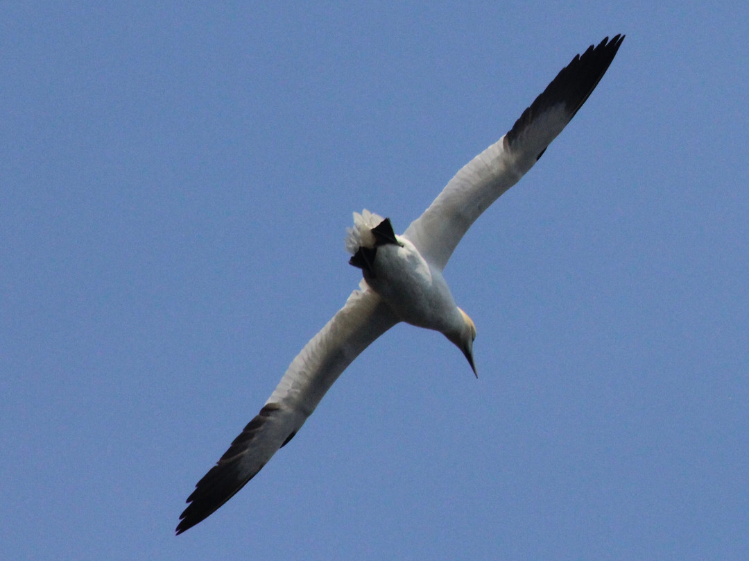 Seabirds and Seals - The Original Noss Boat Tours-Lerwick必去景点
