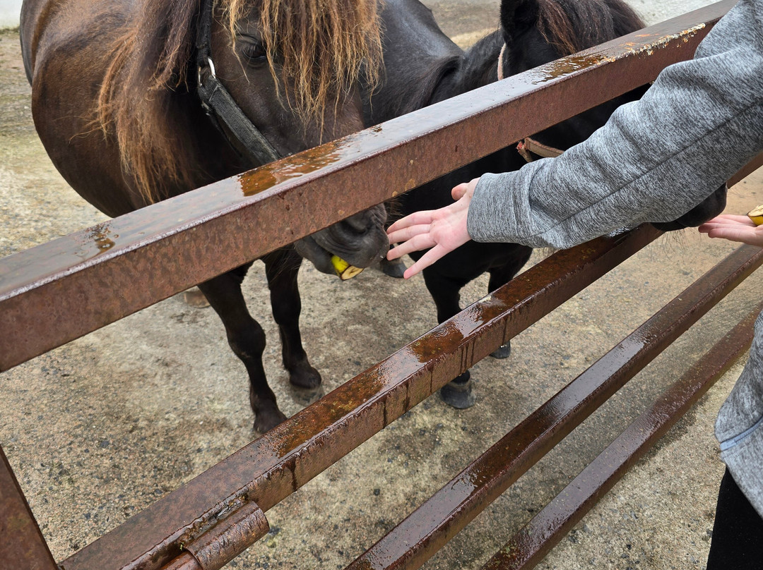 Fermanagh Fun Farm-Lisbellaw必去景点