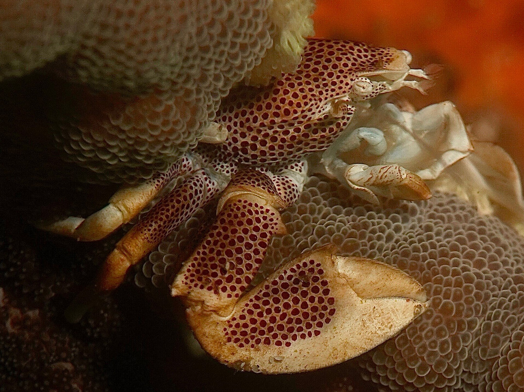 Family Divers Maldives-拉斯胡必去景点