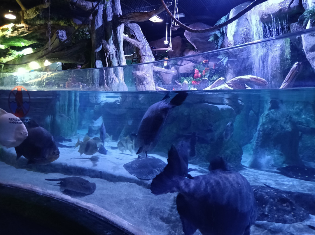 The National Aquarium Abu Dhabi-阿布扎比必去景点