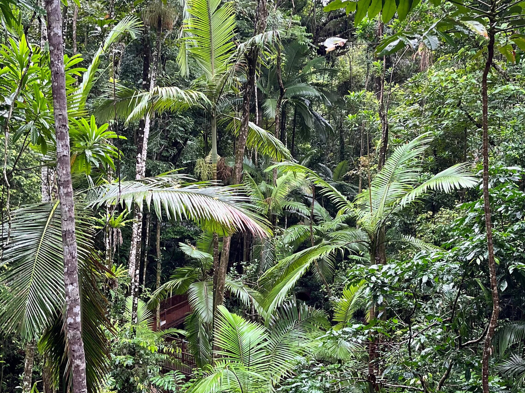 Daintree Discovery Centre-Cow Bay必去景点
