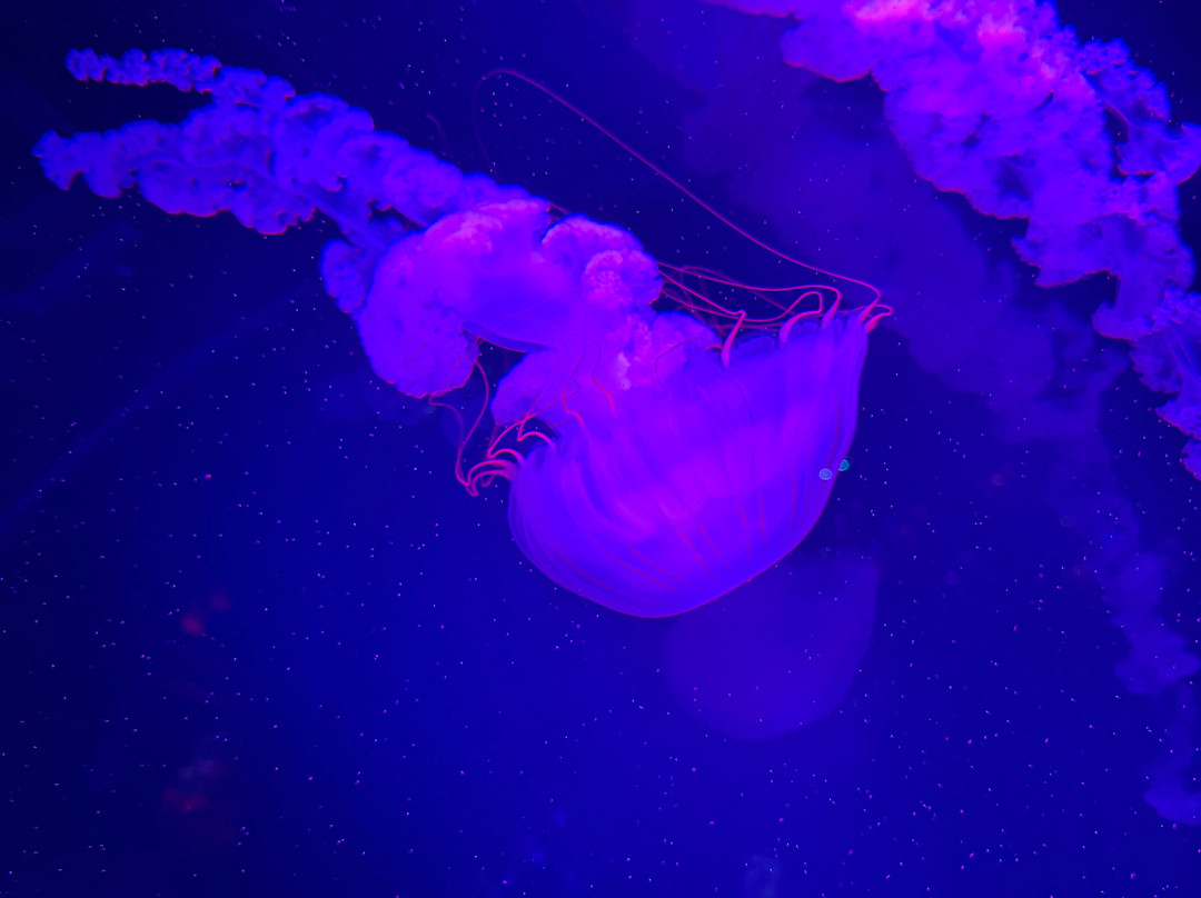 Jellyfish Museum-庞帕诺比奇必去景点