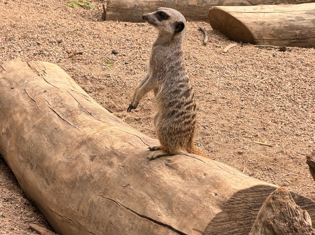 Kolmården Zoo-Kolmarden必去景点