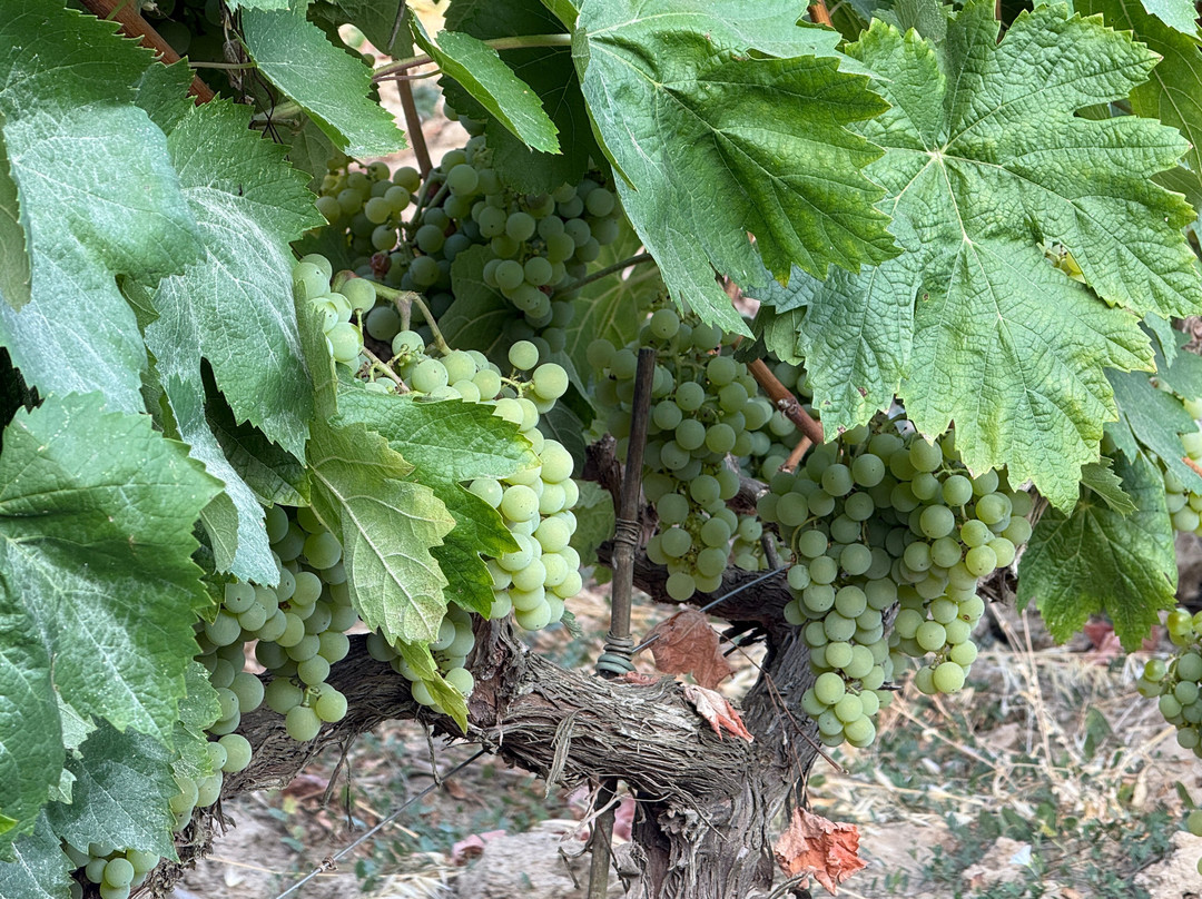 Caves Anna d’ Codorniu-桑特萨杜尔尼达诺亚必去景点