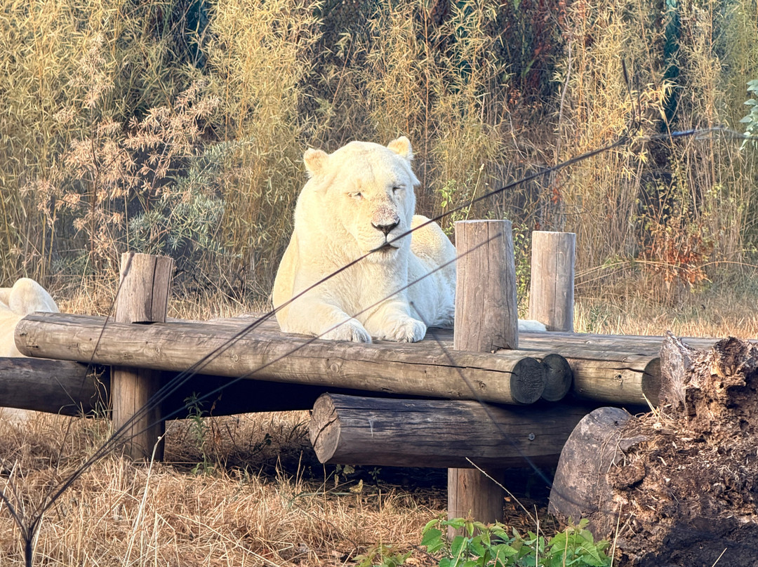 West Midlands Safari Park-Bewdley必去景点