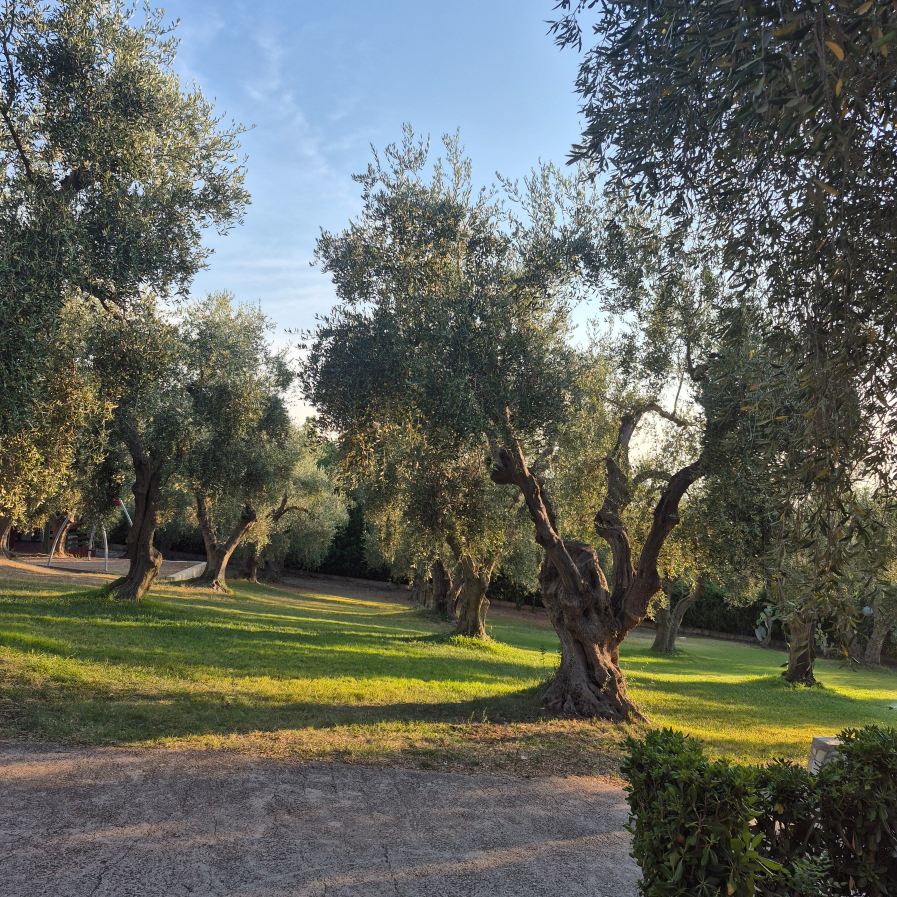 Villaggio Uliveto - Family Experience-旅行者