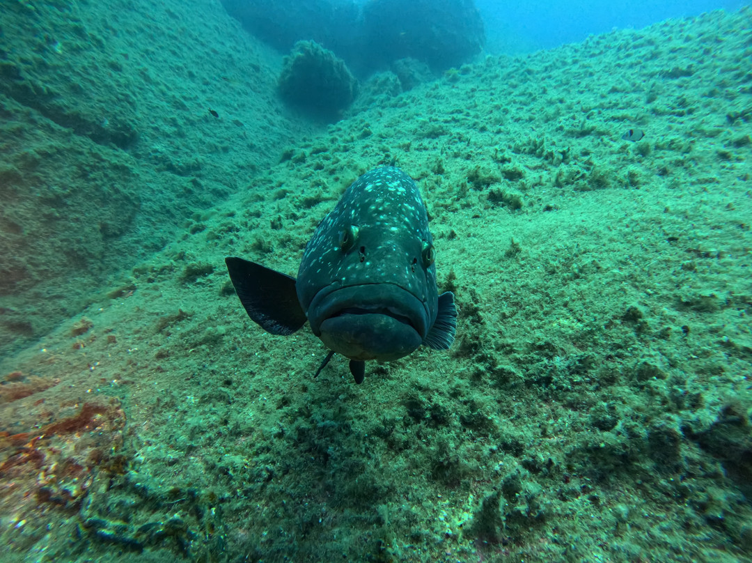 Blu Dive Center-圣特雷莎加卢拉必去景点