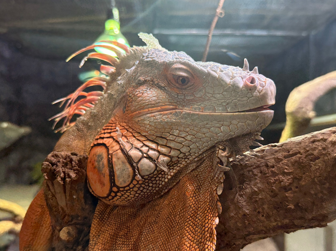 Pecs Zoo & Aquarium - Terrarium-佩奇必去景点