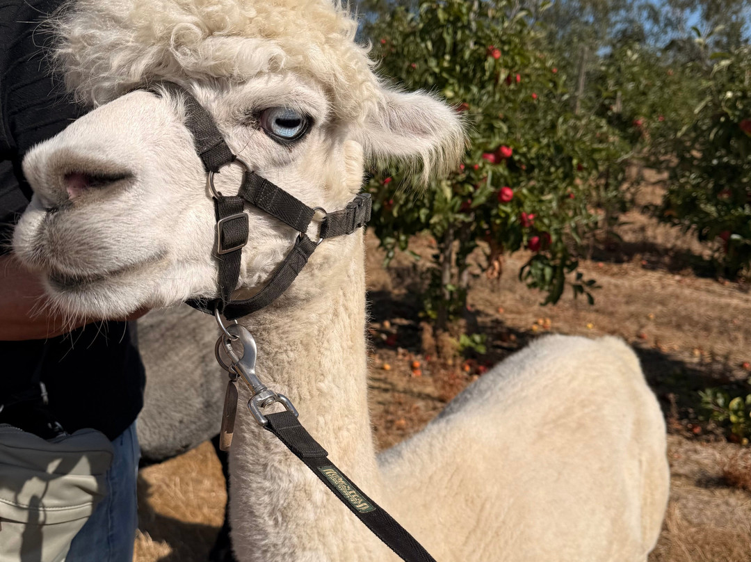 All Things Alpaca Ltd-切姆斯福德必去景点