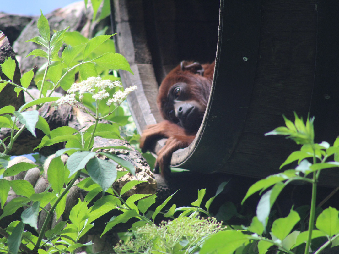 Zoo Salzburg-安妮夫必去景点