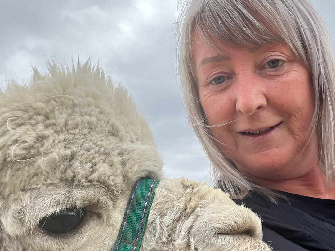 Cairngorm Alpacas-Newtonmore必去景点