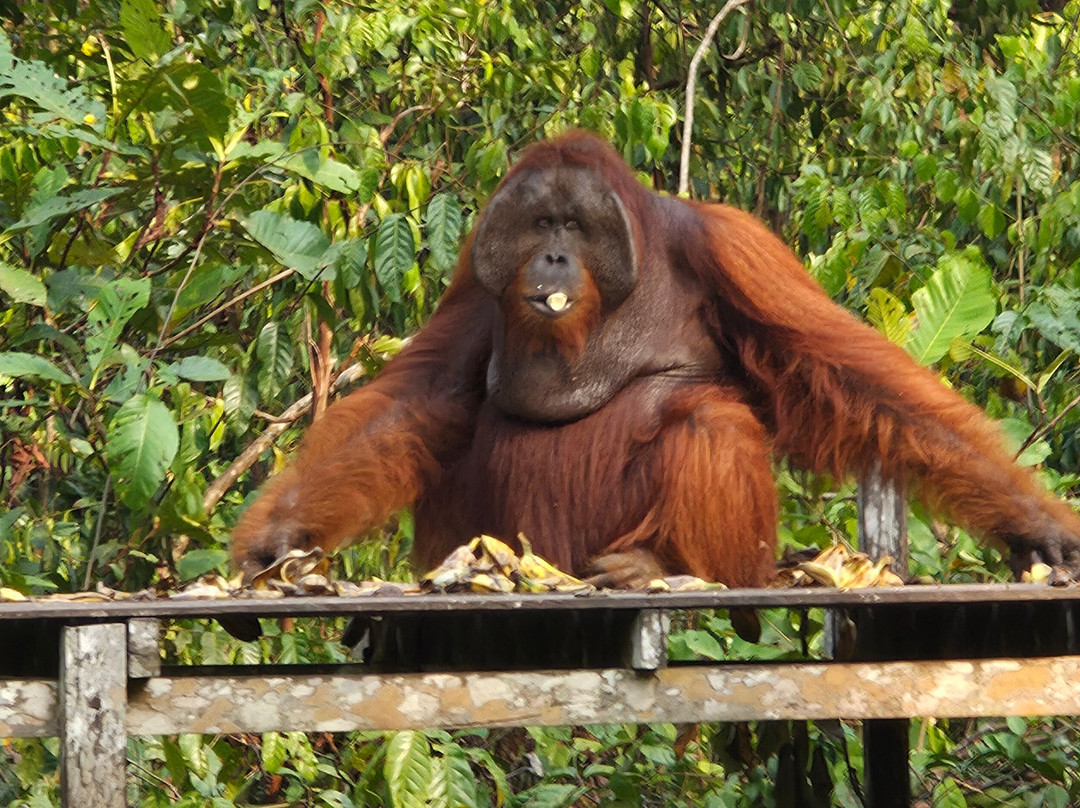 Jenie Subaru - Tanjung Puting National Park Tour Organizer-Kumai必去景点