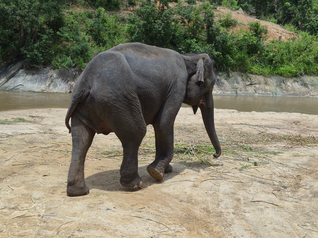 Pon Elephant Thailand-清迈必去景点