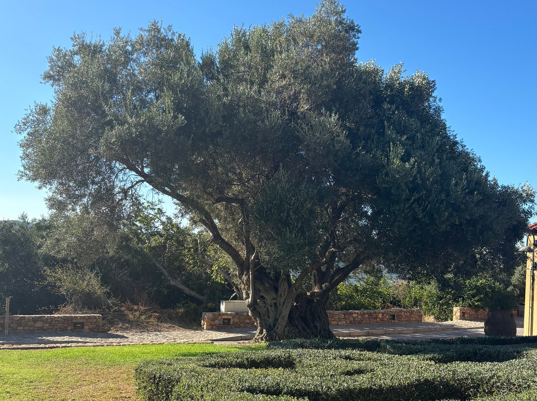 Olive Tree Museum of Vouves-Vouves必去景点