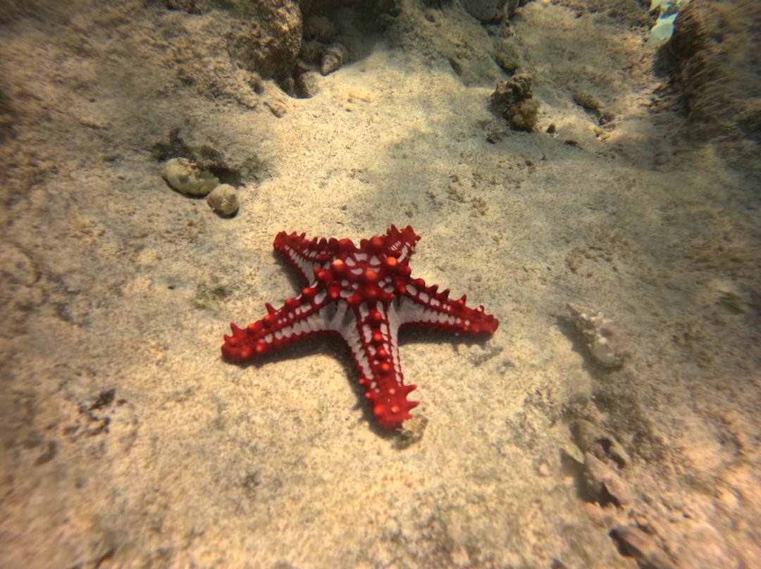Dive Point Zanzibar-Matemwe必去景点