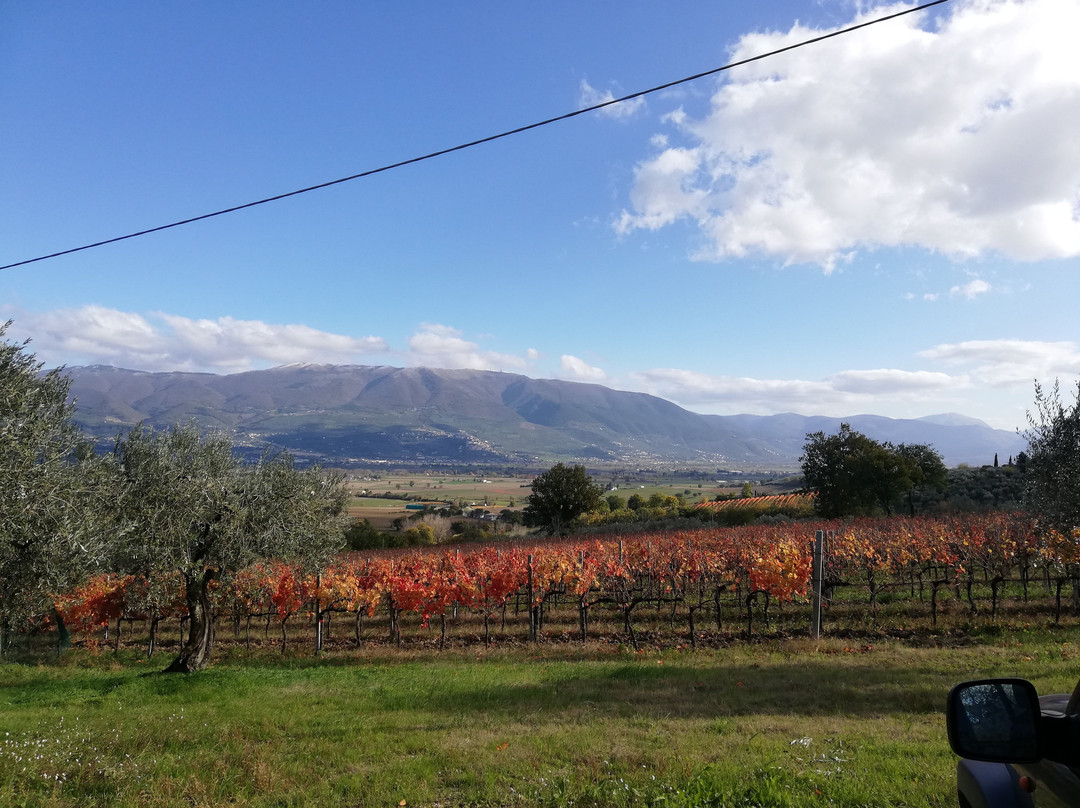 Cantina Fuccelli-Montefalco必去景点