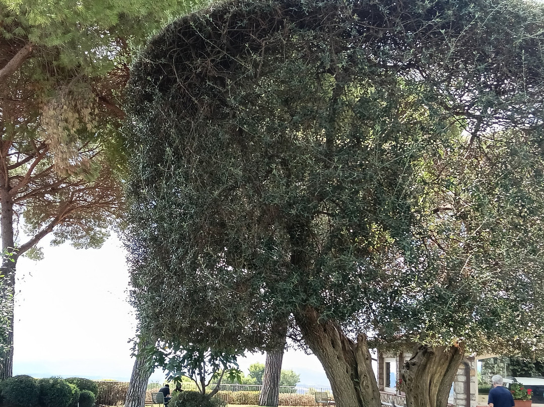 Fattoria di Magliano Winery主图