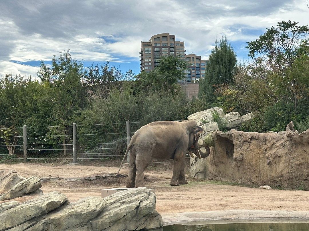 Denver Zoo-丹佛必去景点