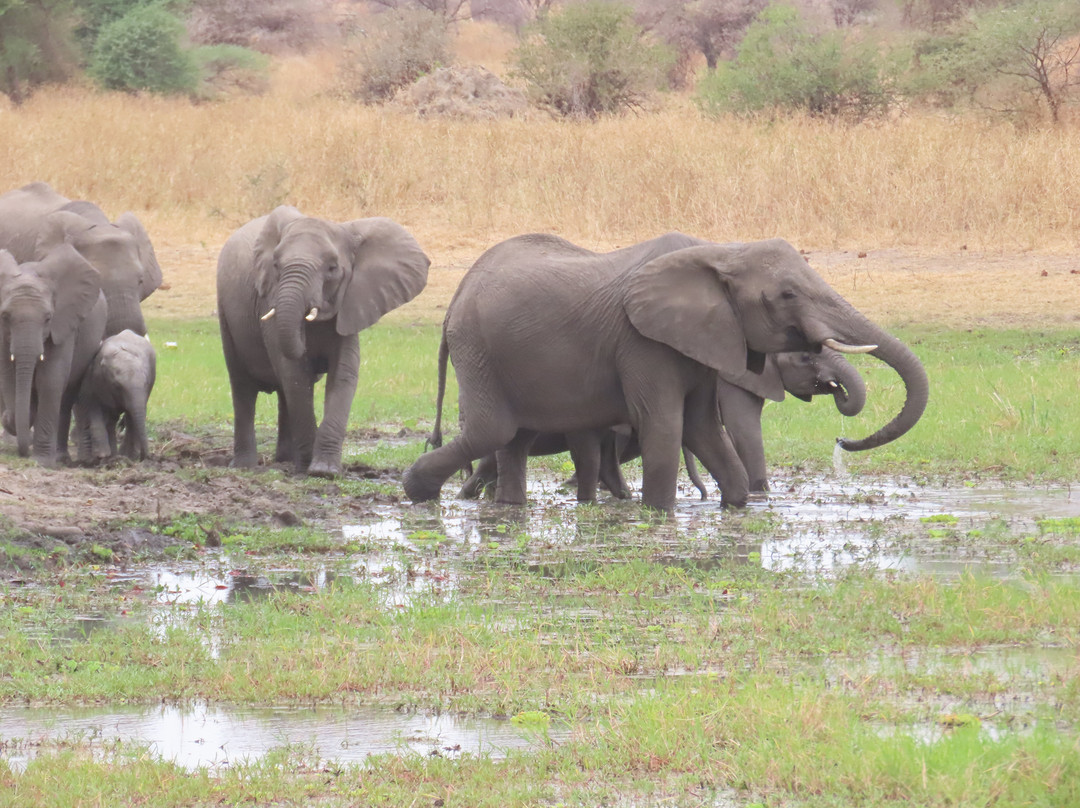 Tarangire National Park-塔兰吉雷国家公园必去景点