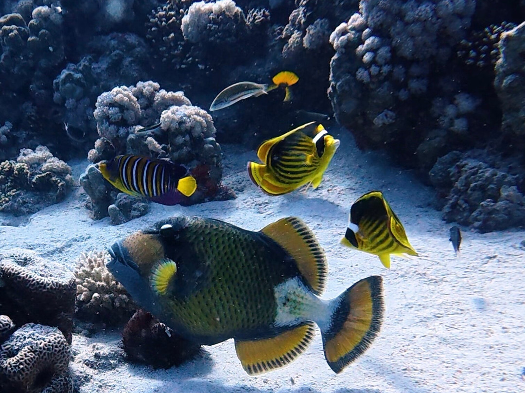 Extra Divers Worldwide El Quseir-艾尔可西利亚必去景点