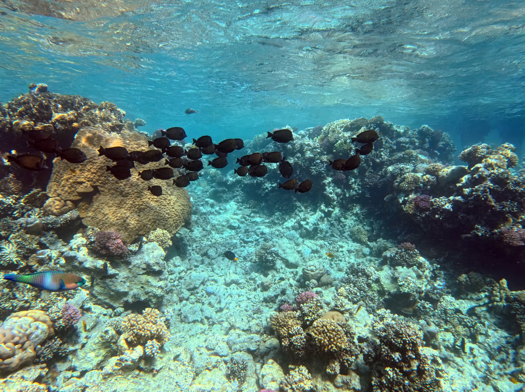 ORCA Dive Club Soma Bay-索马湾必去景点
