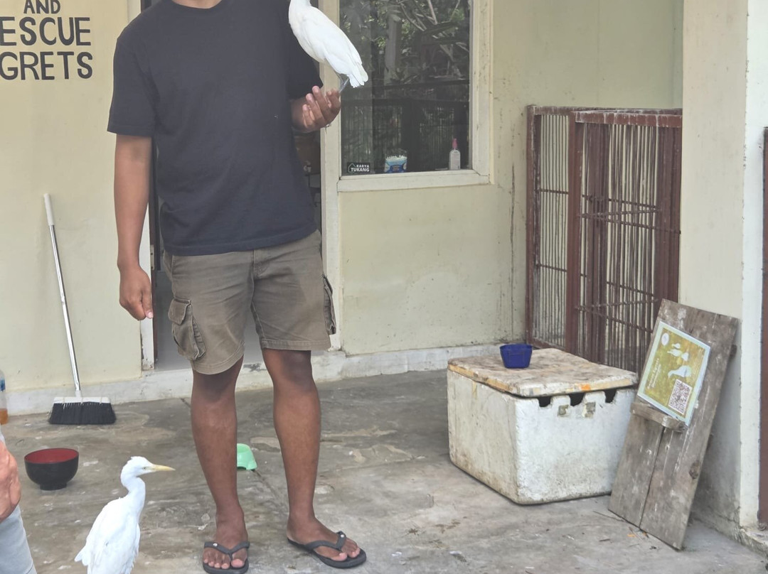 Petulu White Herons-培图鲁必去景点