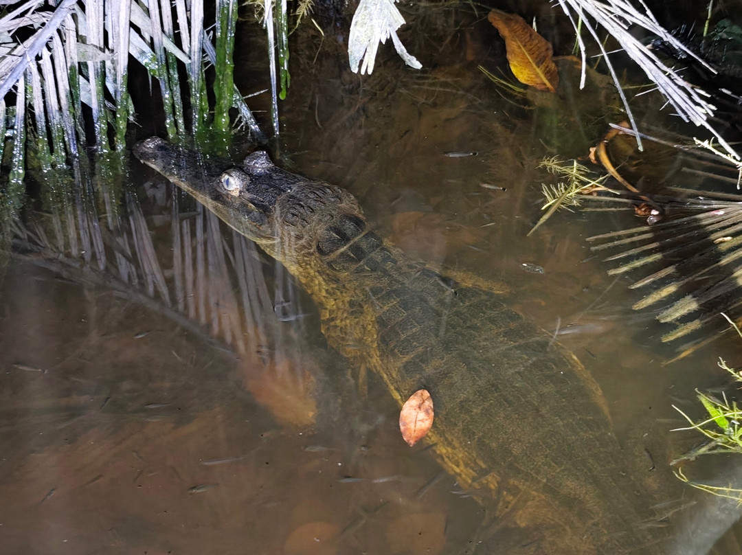 Parque Nacional del Yasuni - Fernando guia en la Amazonia-Coca必去景点