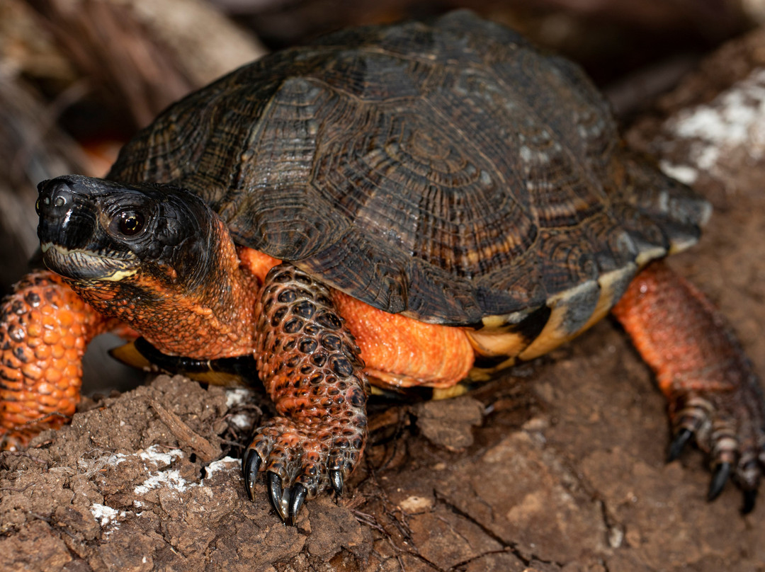 Riverside Reptiles Education Center-Enfield必去景点