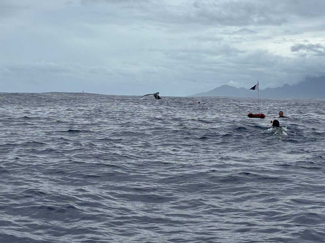 Dive and Sea Tahiti - Base nautique de Puna'auia-普纳奥亚必去景点