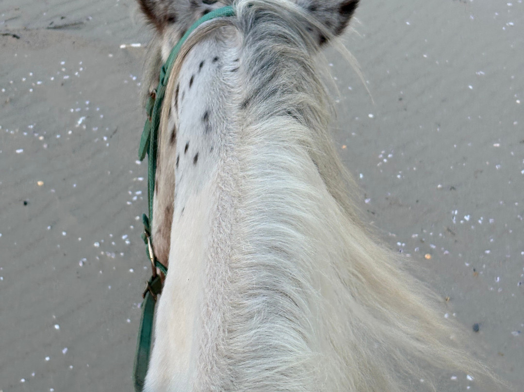 Family Horses 373-5361953-Marina di Ginosa必去景点