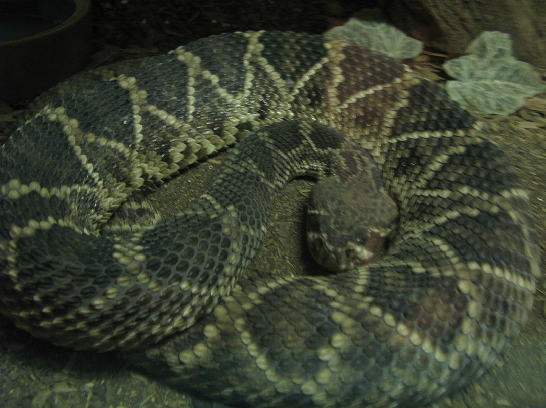 American International Rattlesnake Museum景点图片