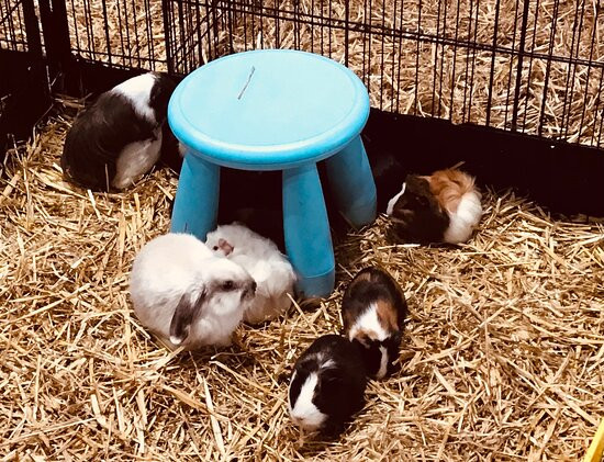 Geelong's Family Pet and Aquarium-戈罗芙代尔必去景点