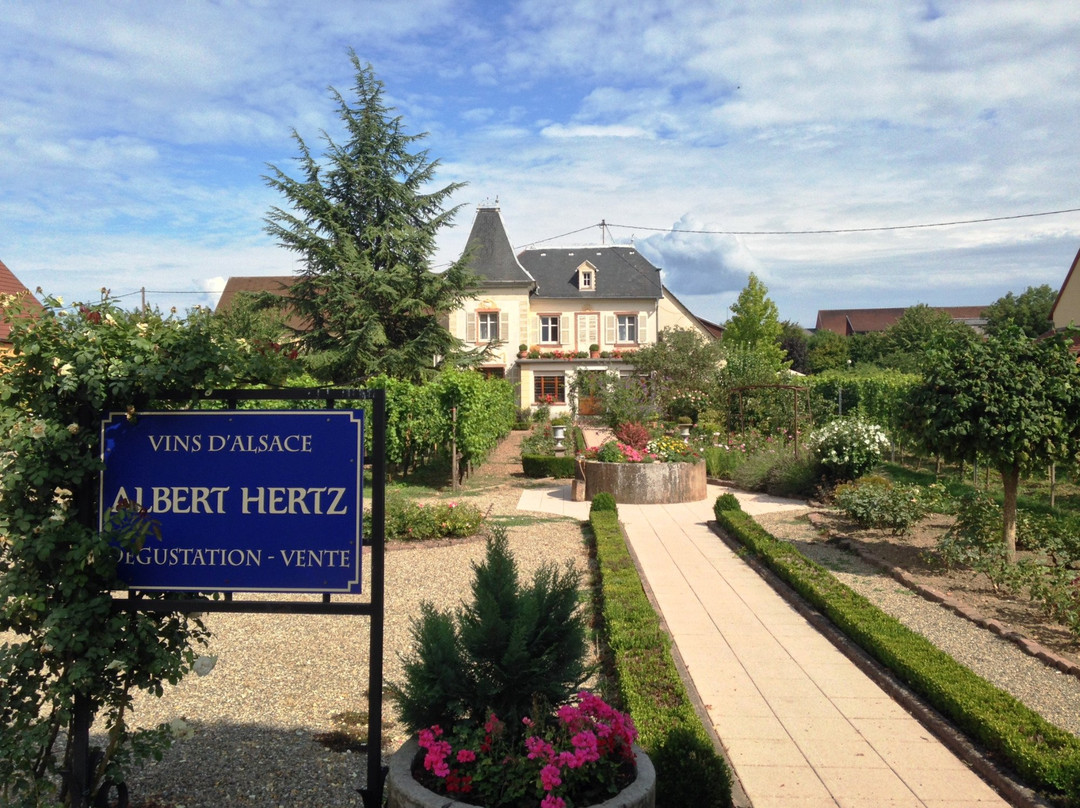 Vins Albert Hertz