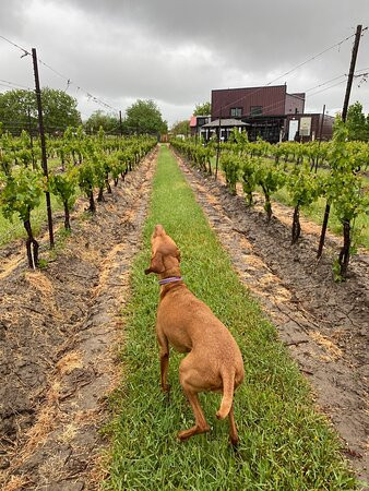 Di Profio Estate Wines景点图片