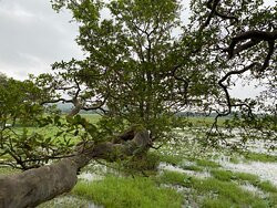 哈波瑞纳查雅乡村酒店主图