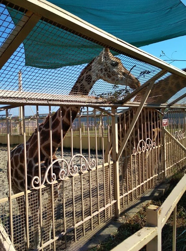 Zoo XII Months-Demidov必去景点