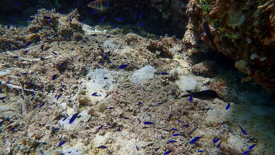 Acqua Life Dive Center-Calas de Majorca必去景点