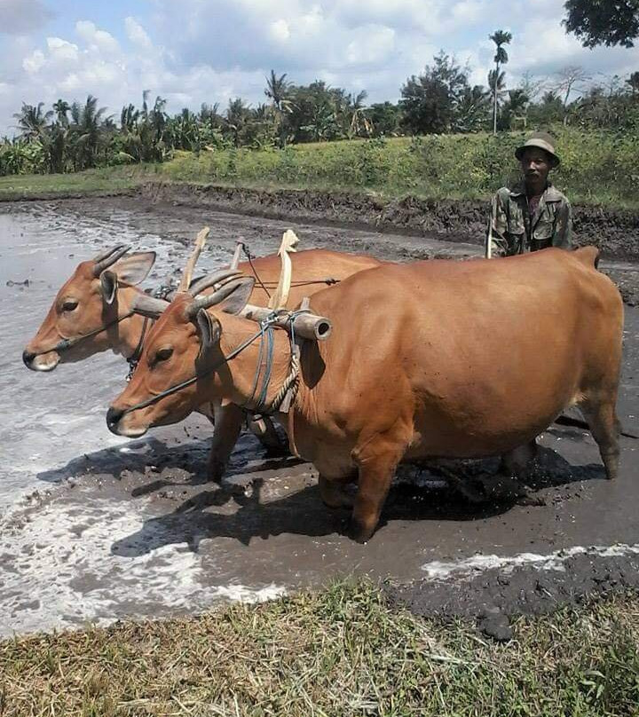 Ijen Driver-巴纽旺宣必去景点