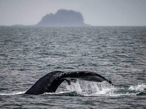 Whale Watching and Wildlife Tours-朱诺必去景点