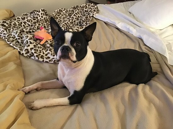 Red Roof Inn & Suites Cincinnati North-Mason主图