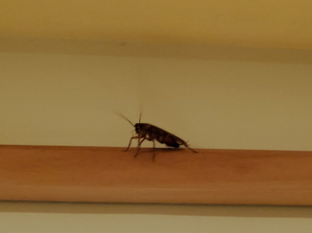 伊贝罗斯塔玫瑰堂海滩全包酒店主图