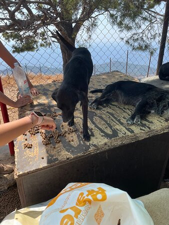 Zarkovica Animal Shelter-杜布罗夫尼克必去景点