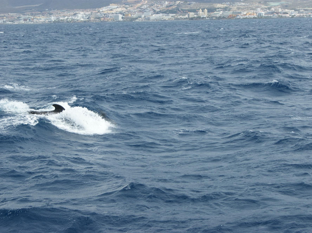 Neptuno Whale Experience Tenerife-特内里费岛必去景点