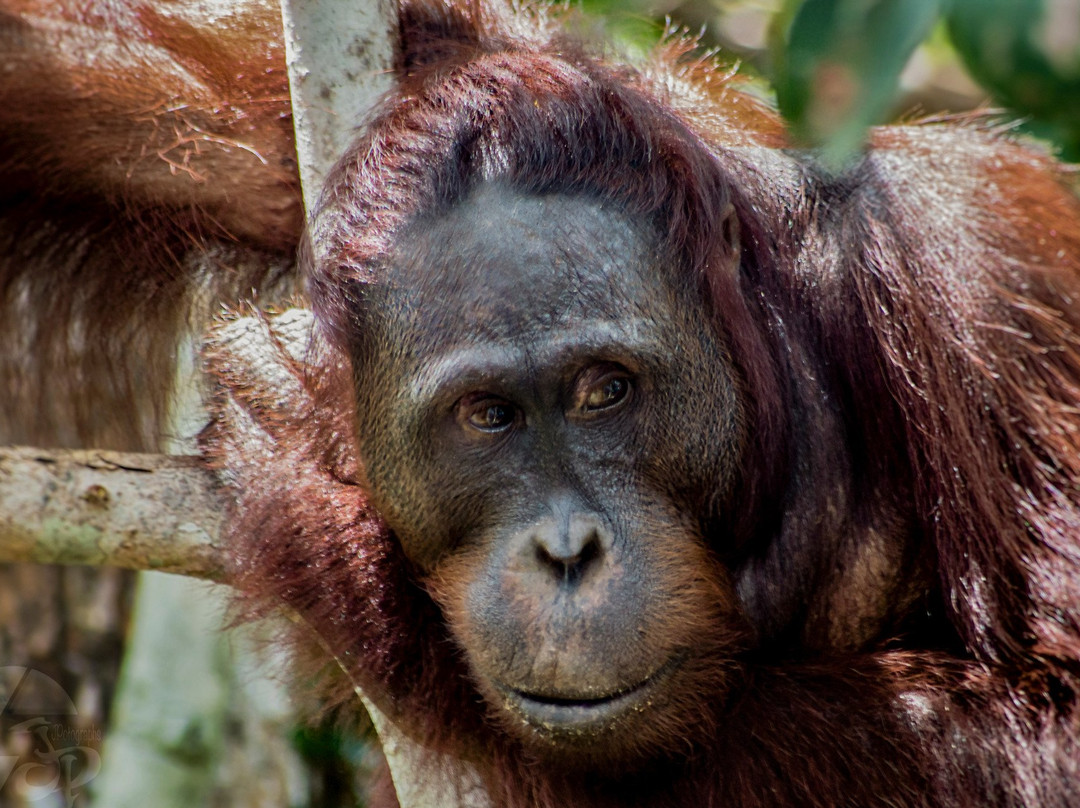 Sister Tour-Pangkalan Bun必去景点