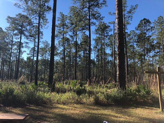 Cary State Forest-Bryceville必去景点