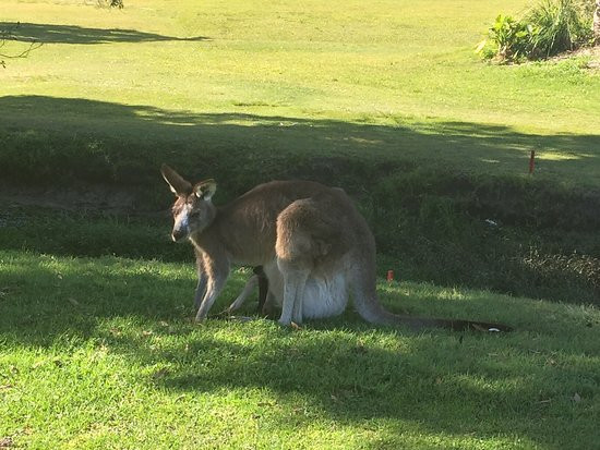 Yamba Golf and Country Club景点图片