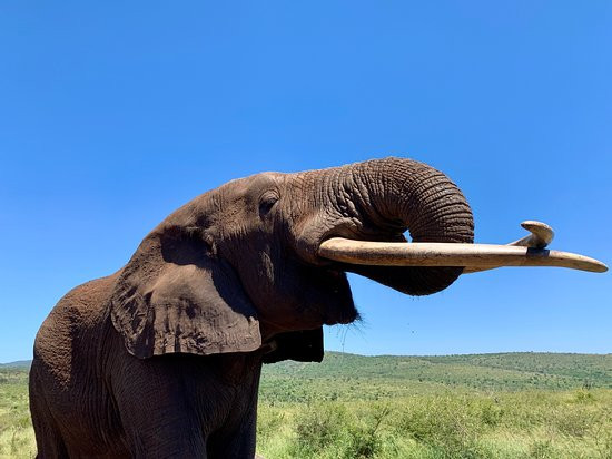 Bayete Zulu Lodges-Mkuze Game Reserve必去景点