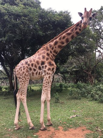 Uganda Wildlife Conservation Education Centre景点图片