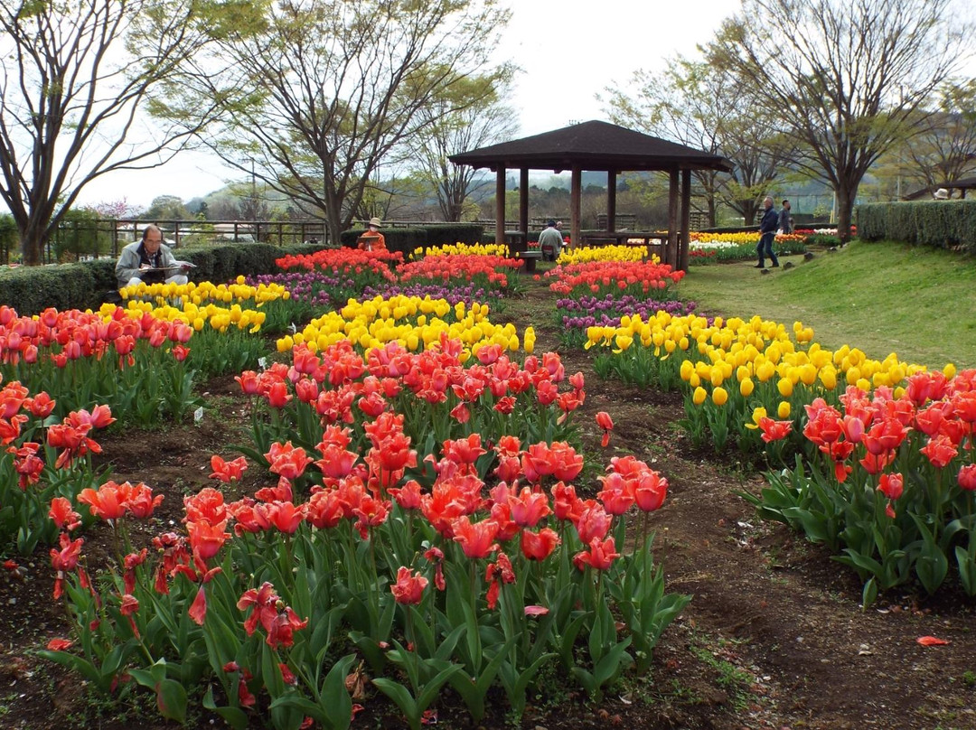 秦野市旅游景点-Hadano Togawa Park